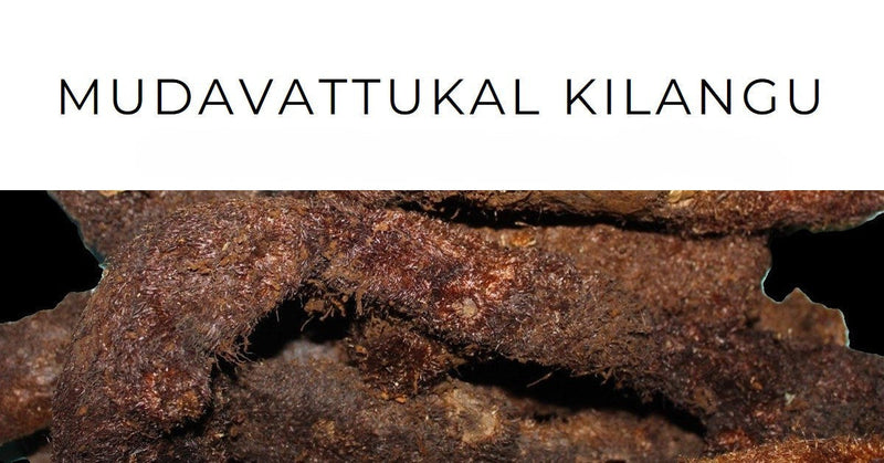 What Is Mudavattukal Kilangu Used For? and Its Benefits